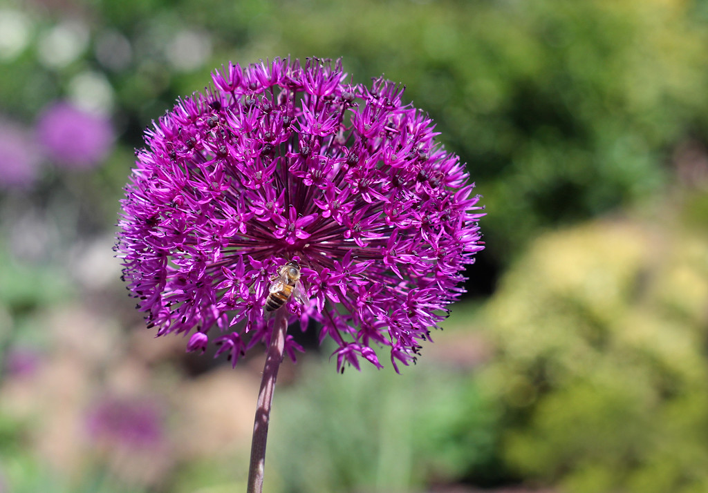 Canon : Purple Allium with Helios by phil_howcroft