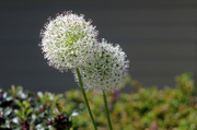 20th May 2020 - Canon : White Allium with Helios