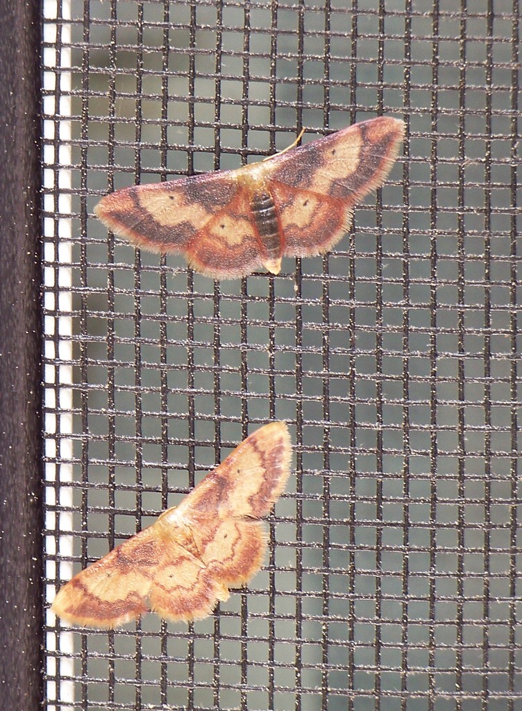 Two Tiny Moths by marlboromaam