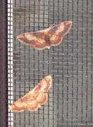21st May 2020 - Two Tiny Moths