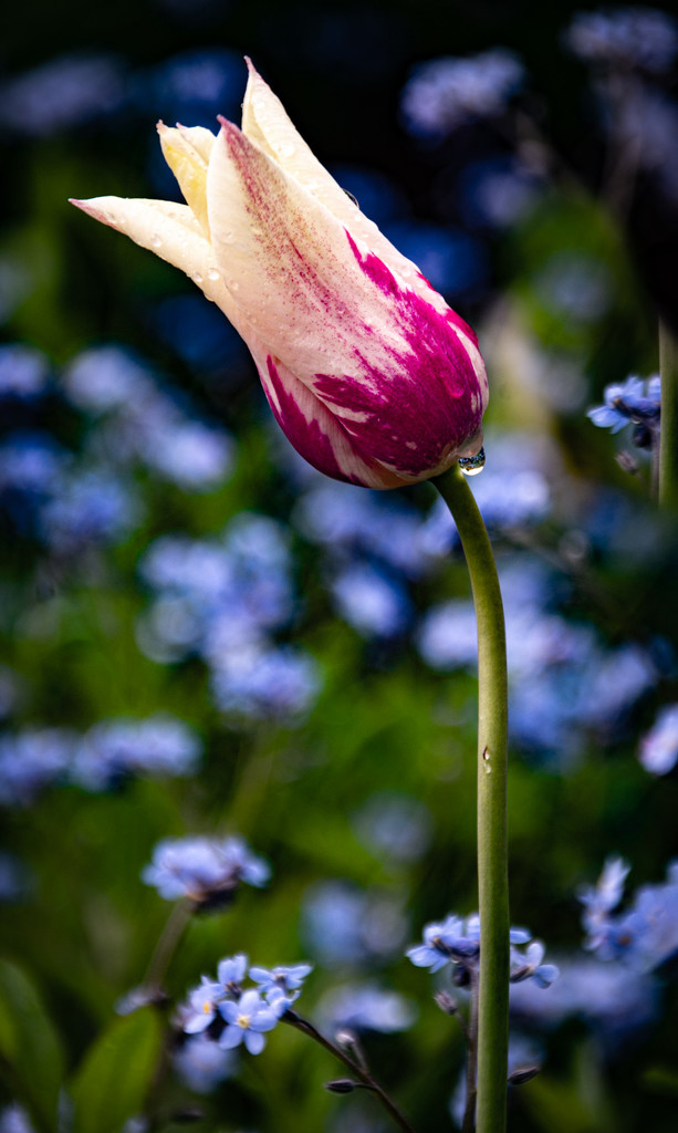 Yay - Spring has sprung in Montana! by 365karly1