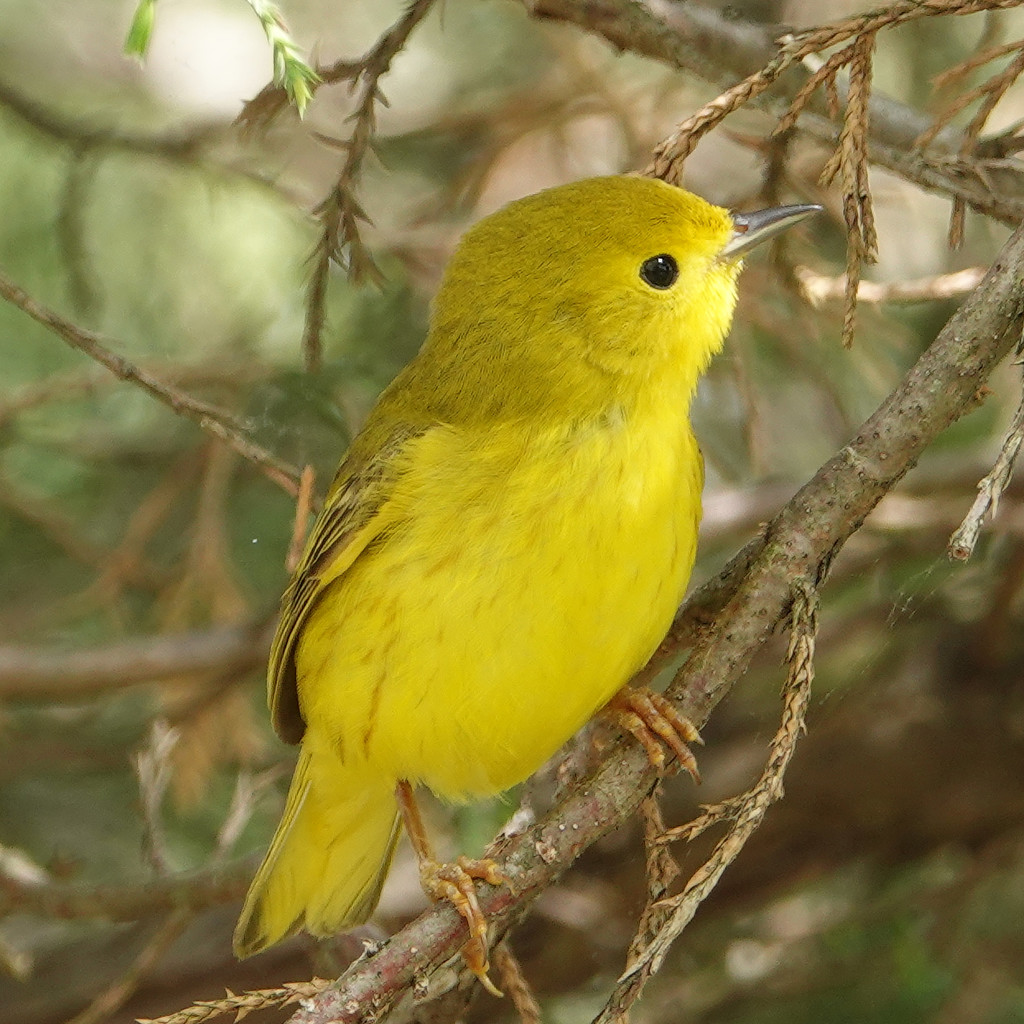 Yellow Warbler (female) by annepann