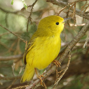 21st May 2020 - Yellow Warbler (female)
