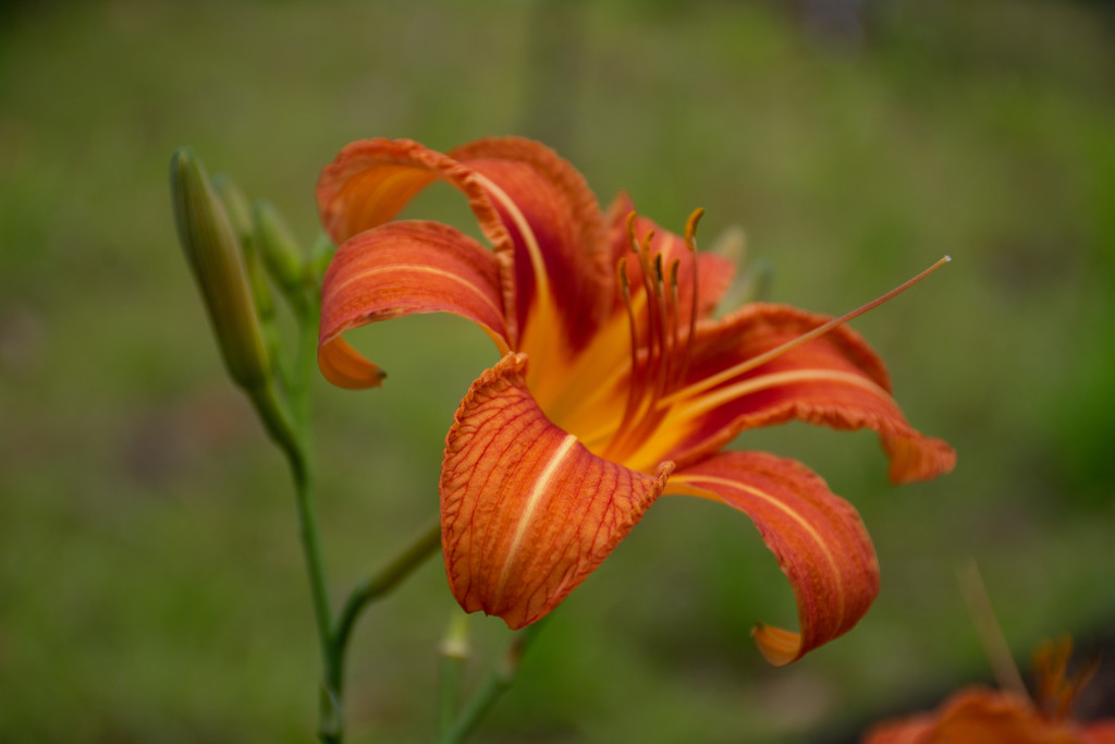 Southern Day Lily... by thewatersphotos