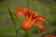 21st May 2020 - Southern Day Lily...