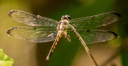 21st May 2020 - Today's Dragonfly!