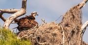 21st May 2020 - Mother Osprey Shading the Chicks!