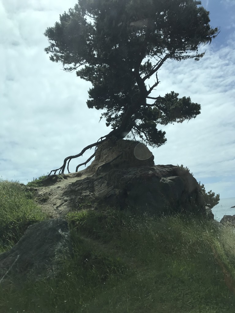 The sea’s own bonsai  by pandorasecho