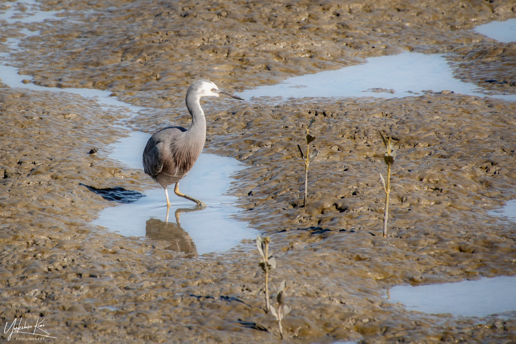Heron in the mangroves by yorkshirekiwi