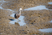 22nd May 2020 - Heron in the mangroves