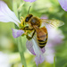 Bee by nicoleweg