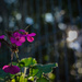 Last of the Geraniums by jeneurell
