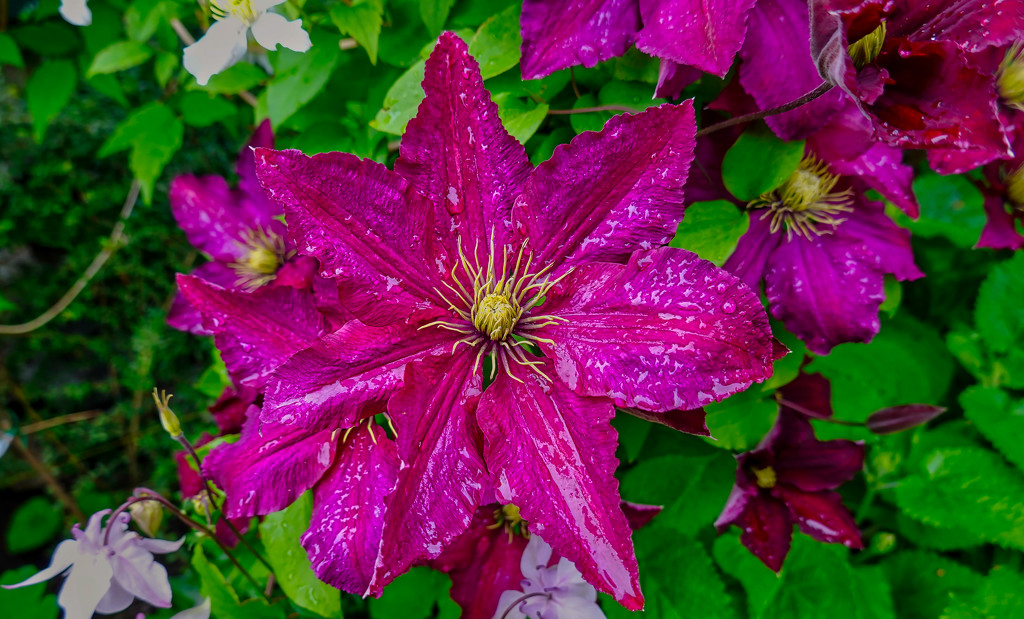 Clematis After The Rain. by tonygig