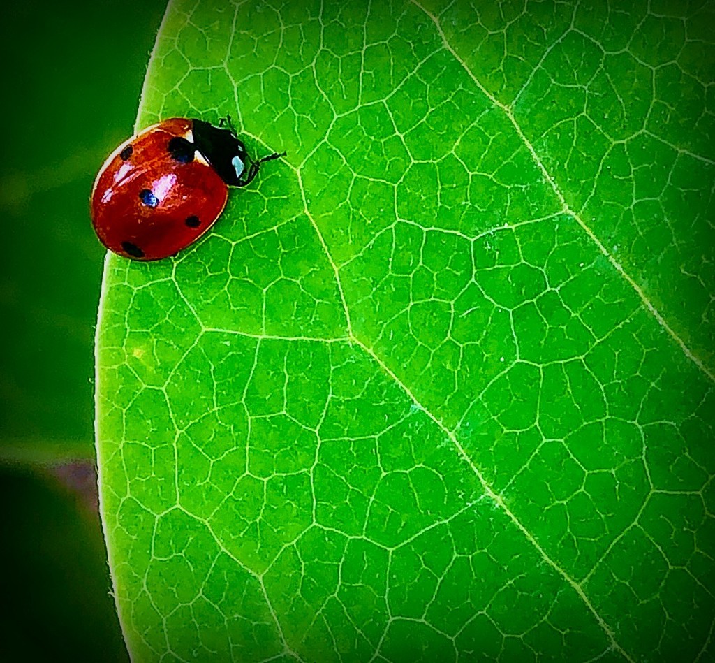 Happiness is a Little Ladybug by gardenfolk