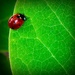 Happiness is a Little Ladybug by gardenfolk