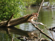 22nd May 2020 - Just a dead log in the water..........