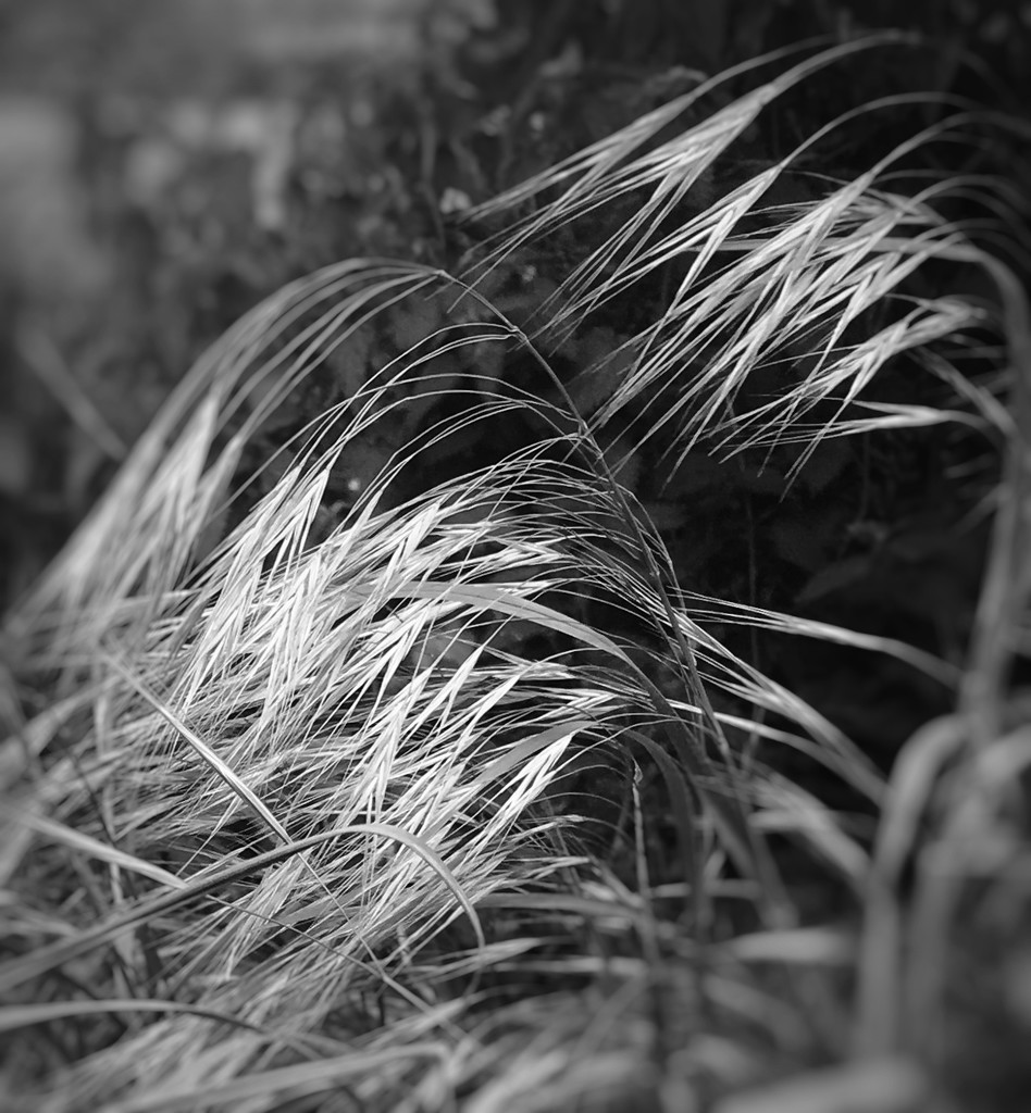 Grass by pattyblue