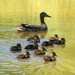 Lovely duckies by filsie65