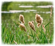 22nd May 2020 - Bulrushes