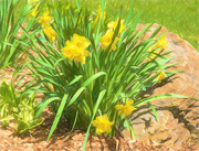 19th May 2020 - Painterly Daffodils