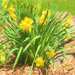 Painterly Daffodils by sprphotos