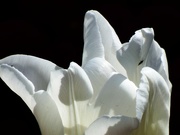 22nd May 2020 - White Tulip