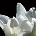 White Tulip by fishers