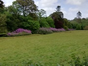 22nd May 2020 - Day 67  Rhodedendron bank