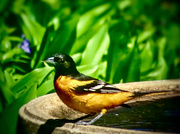 21st May 2020 - Oriole