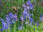 22nd May 2020 - Naturalized Bluebells
