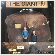 22nd May 2020 - Giant Redwood ring