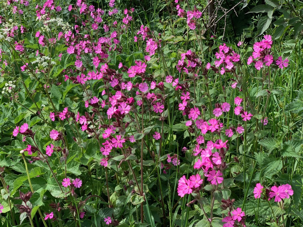 Red campion by 365projectmaxine