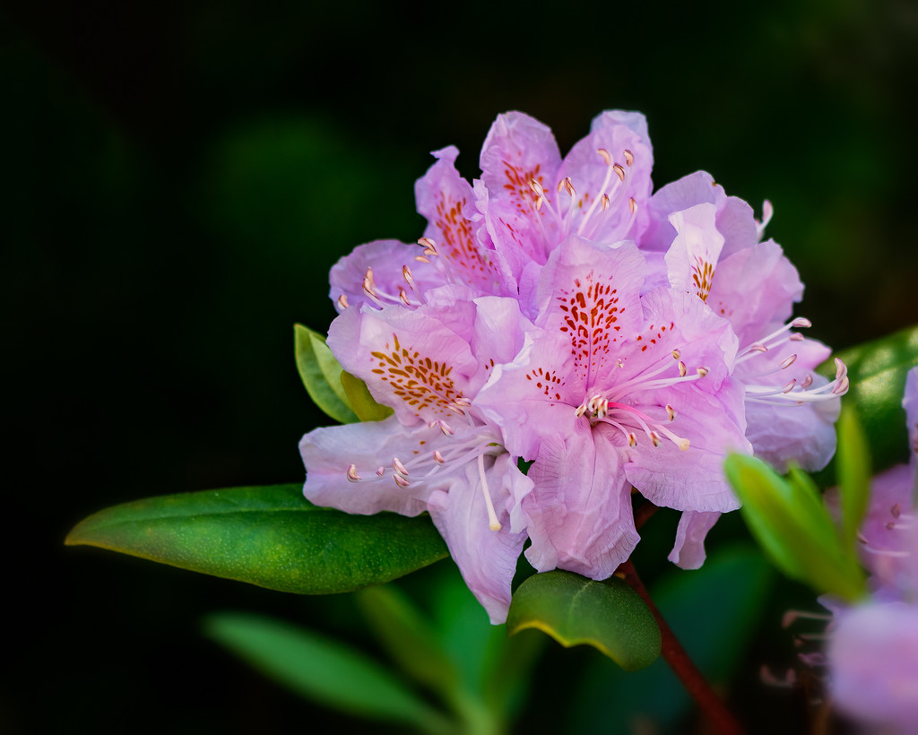 rhody fully in bloom by jernst1779