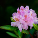 rhody fully in bloom by jernst1779