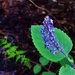 Lavender Bell Flower Spray ~     by happysnaps
