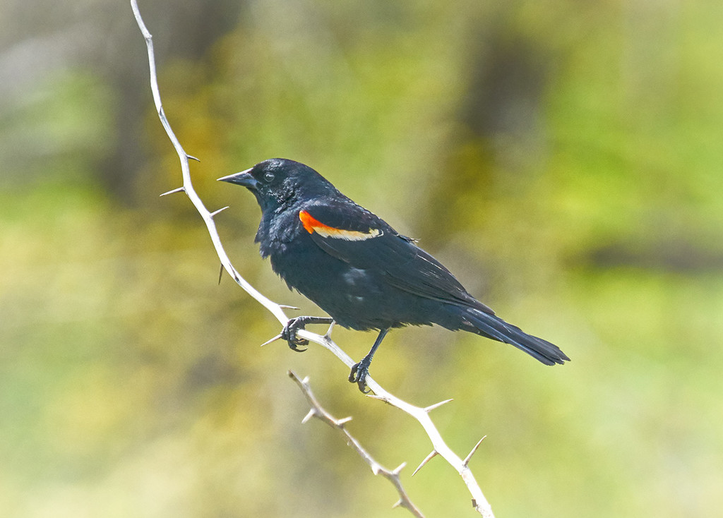 Red Winged Blackbird by gardencat