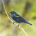 Red Winged Blackbird by gardencat