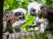 22nd May 2020 - The cotton-top tamarin 