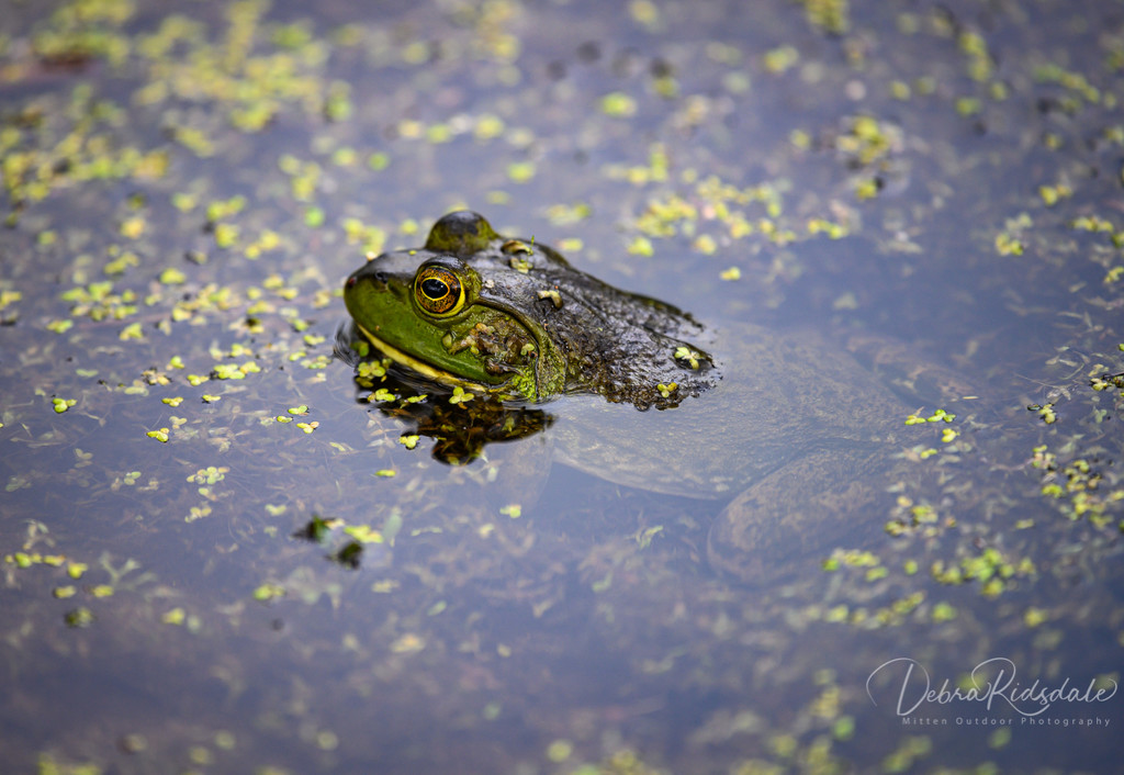 American Bullfrog by dridsdale