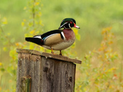22nd May 2020 - wood duck 