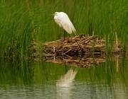 22nd May 2020 - Great White Egret with reflection
