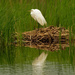 Great White Egret with reflection by rminer