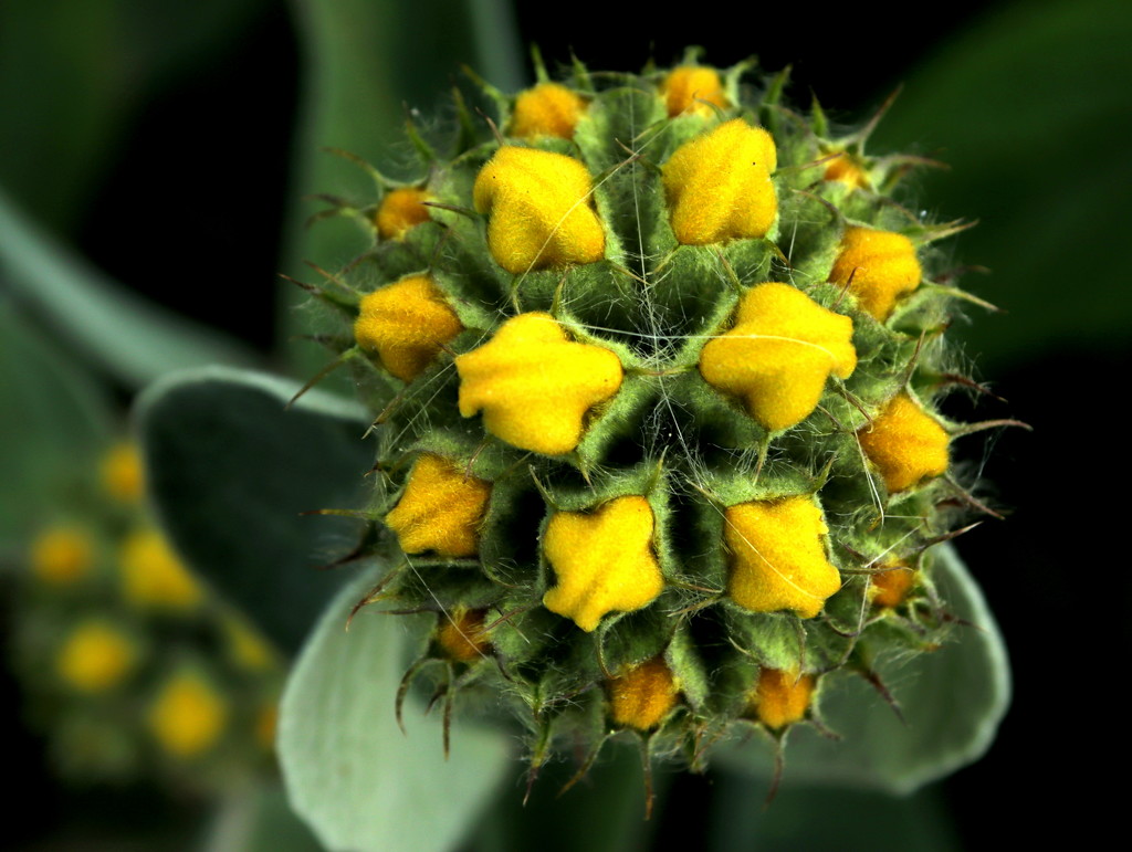 Jerusalem Sage. by gaf005