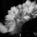 Flower Burst by tdaug80