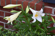 22nd May 2020 - Lily in bloom