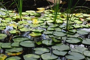 21st May 2020 - Lily Pads