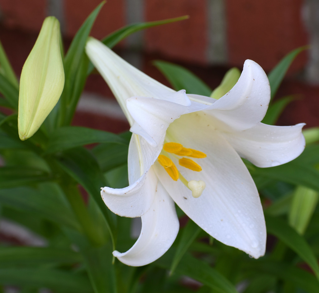 Lily on brick by homeschoolmom