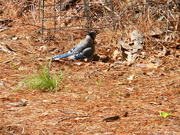 22nd May 2020 - Blue Jay in Neighbor's Yard 