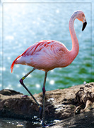 22nd May 2020 - Flamingo Friday '20 13
