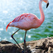 Flamingo Friday '20 13 by stray_shooter